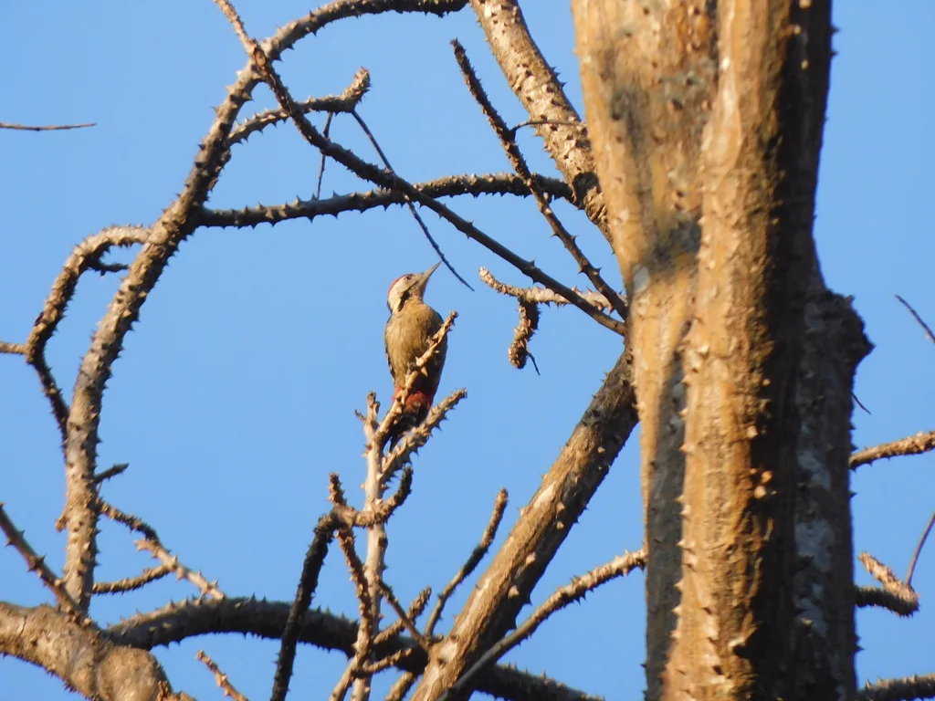 茶胸斑啄木鸟(Dendrocopos macei)