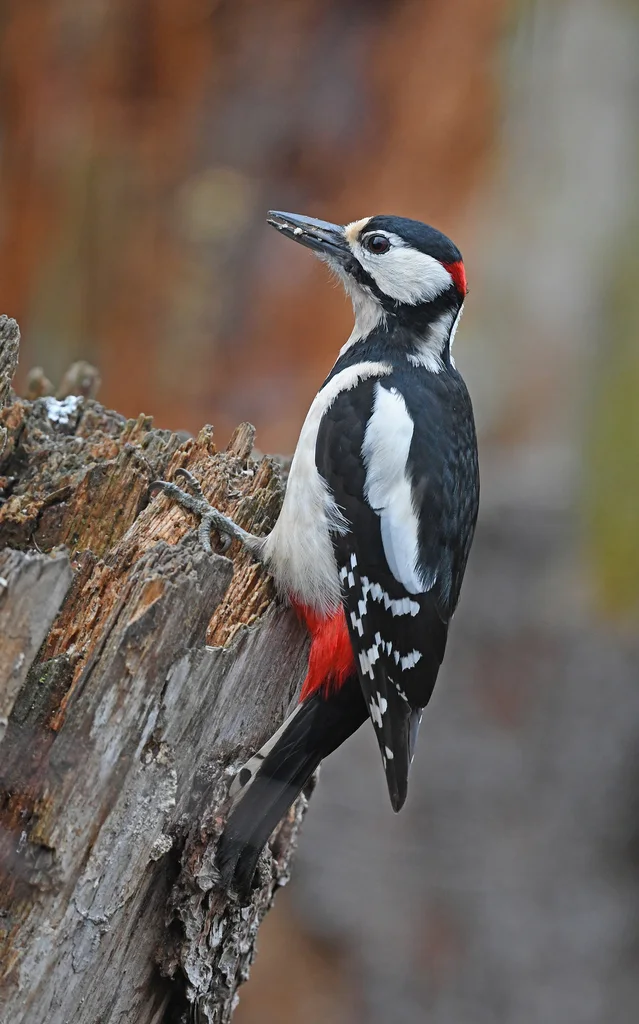 大斑啄木鸟(Dendrocopos major)
