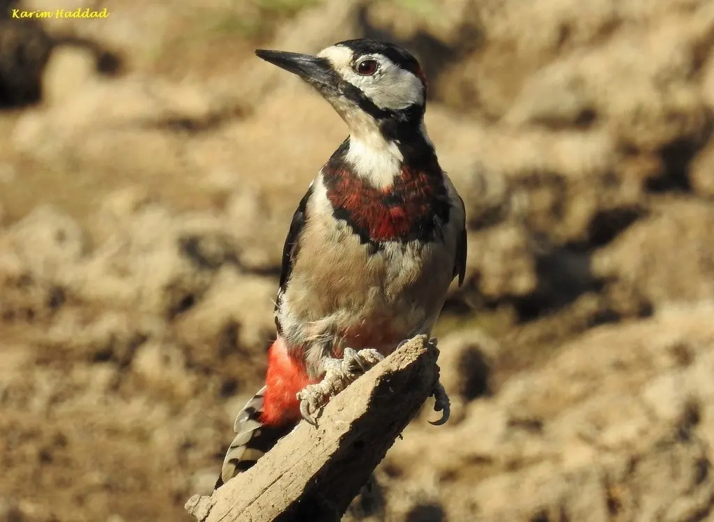 大斑啄木鸟(Dendrocopos major)