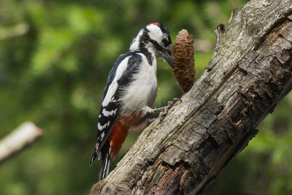 大斑啄木鸟(Dendrocopos major)