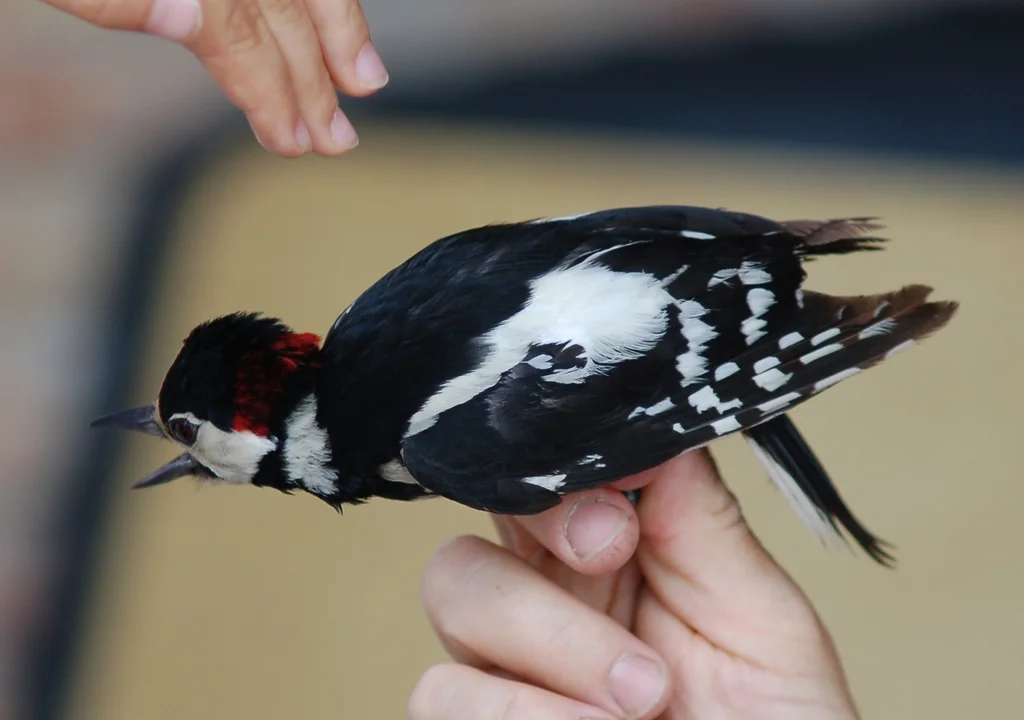 大斑啄木鸟(Dendrocopos major)
