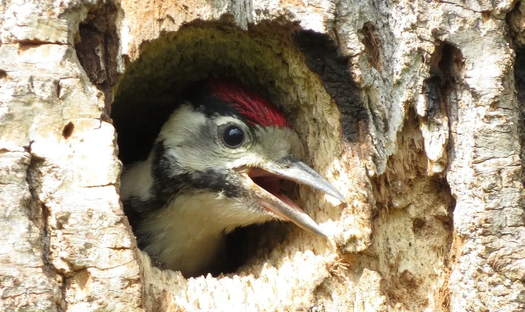 大斑啄木鸟(Dendrocopos major)