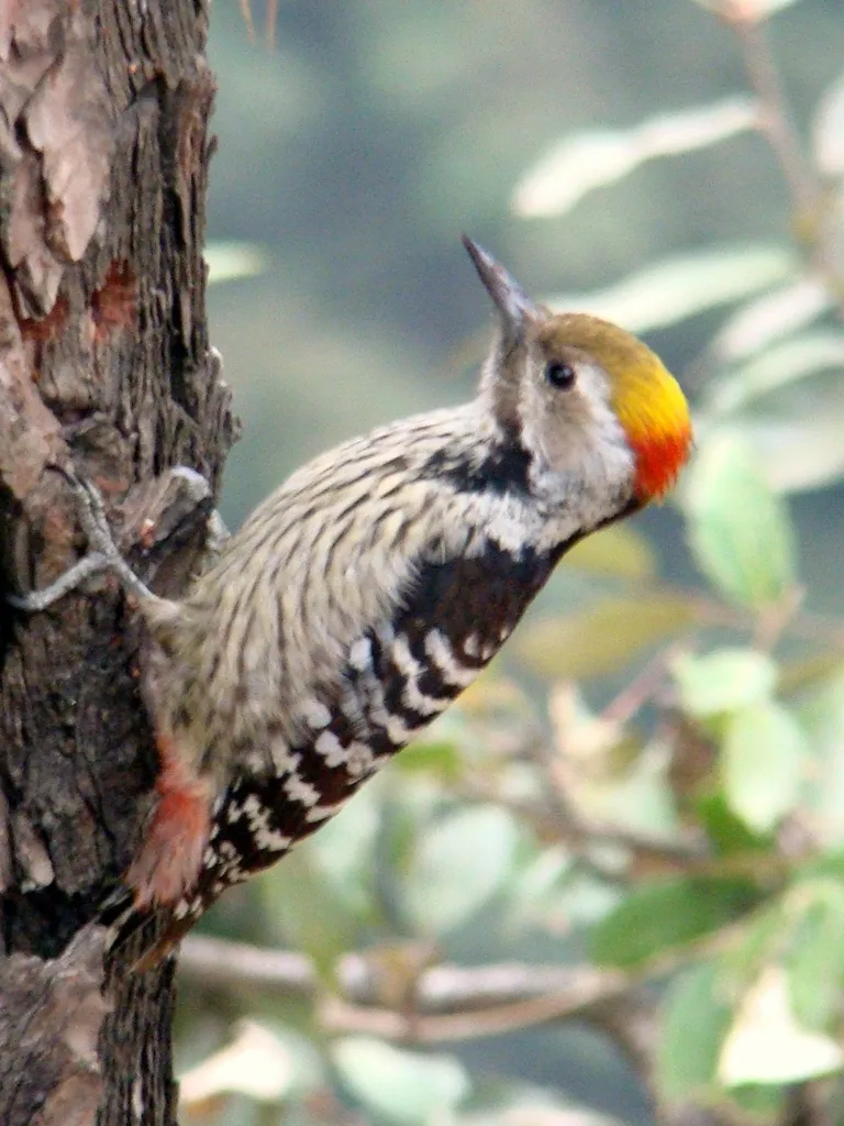 褐额啄木鸟(Dendrocoptes auriceps)