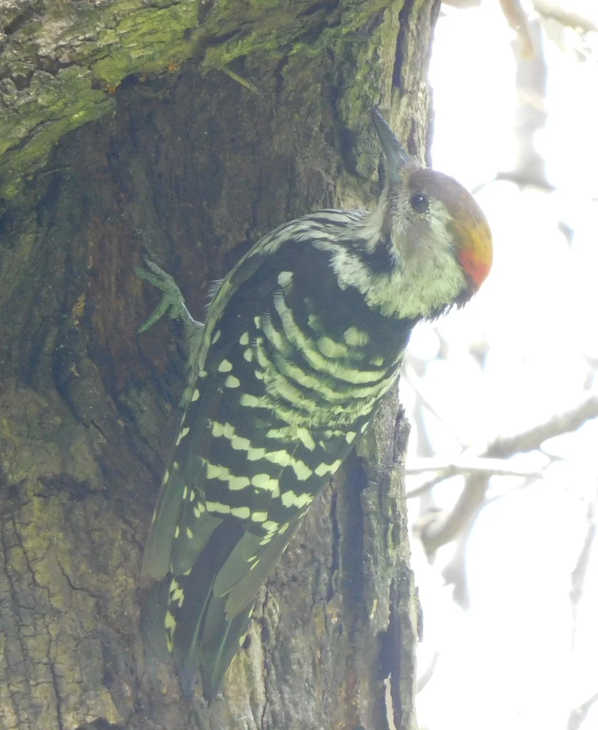 褐额啄木鸟(Dendrocoptes auriceps)