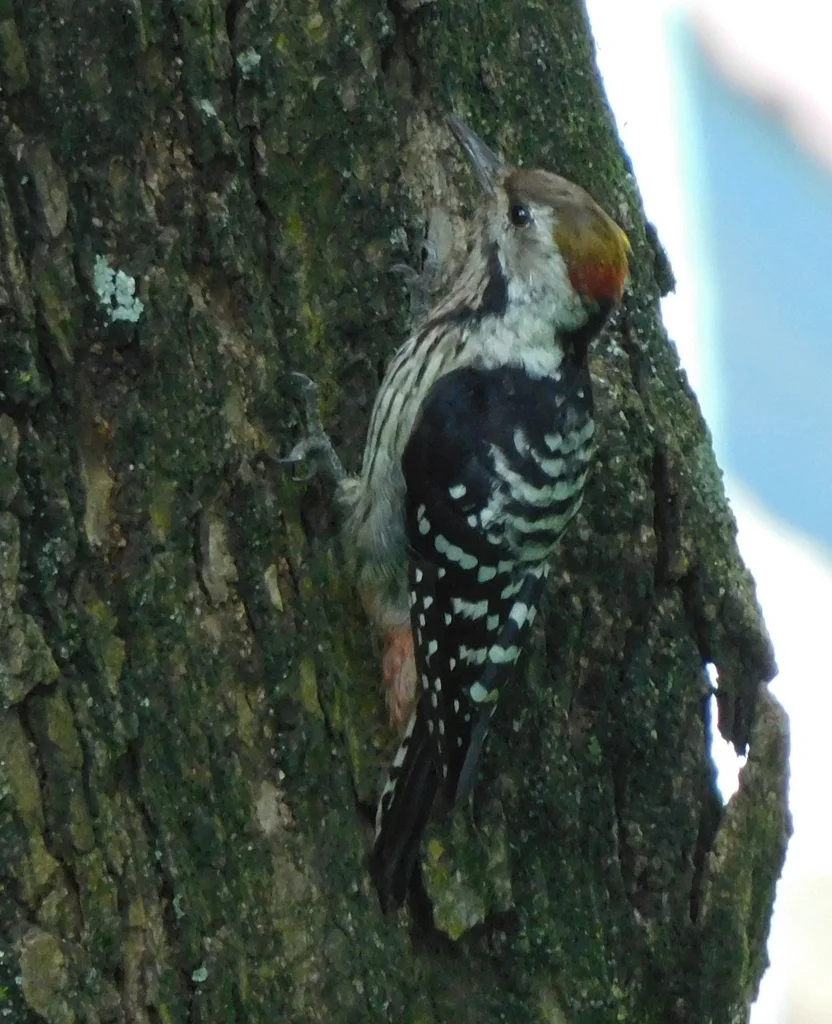 褐额啄木鸟(Dendrocoptes auriceps)