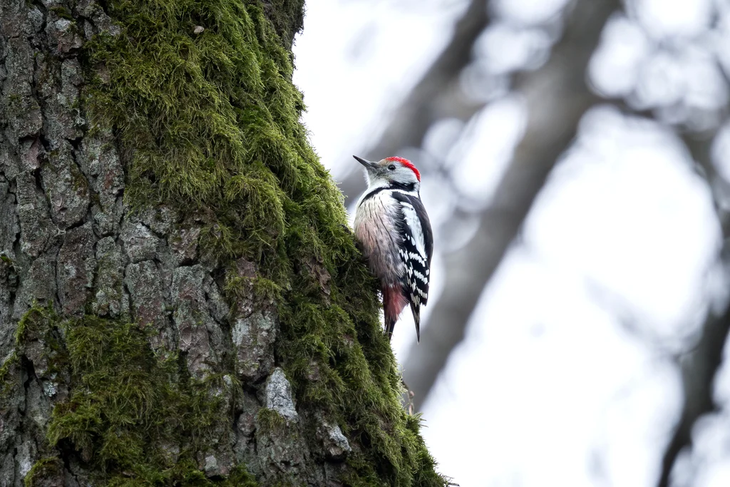 中斑啄木鸟(Dendrocoptes medius)