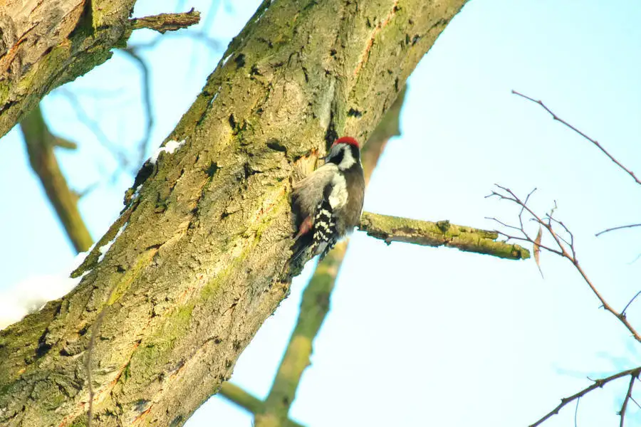 中斑啄木鸟(Dendrocoptes medius)