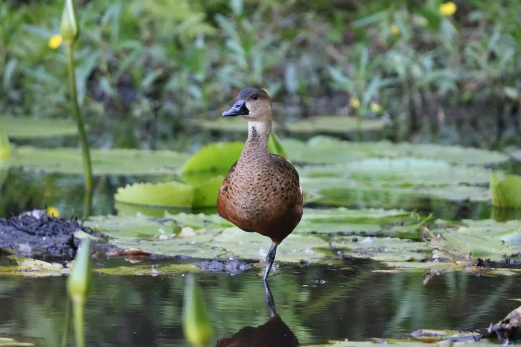 斑胸树鸭(Dendrocygna arcuata)