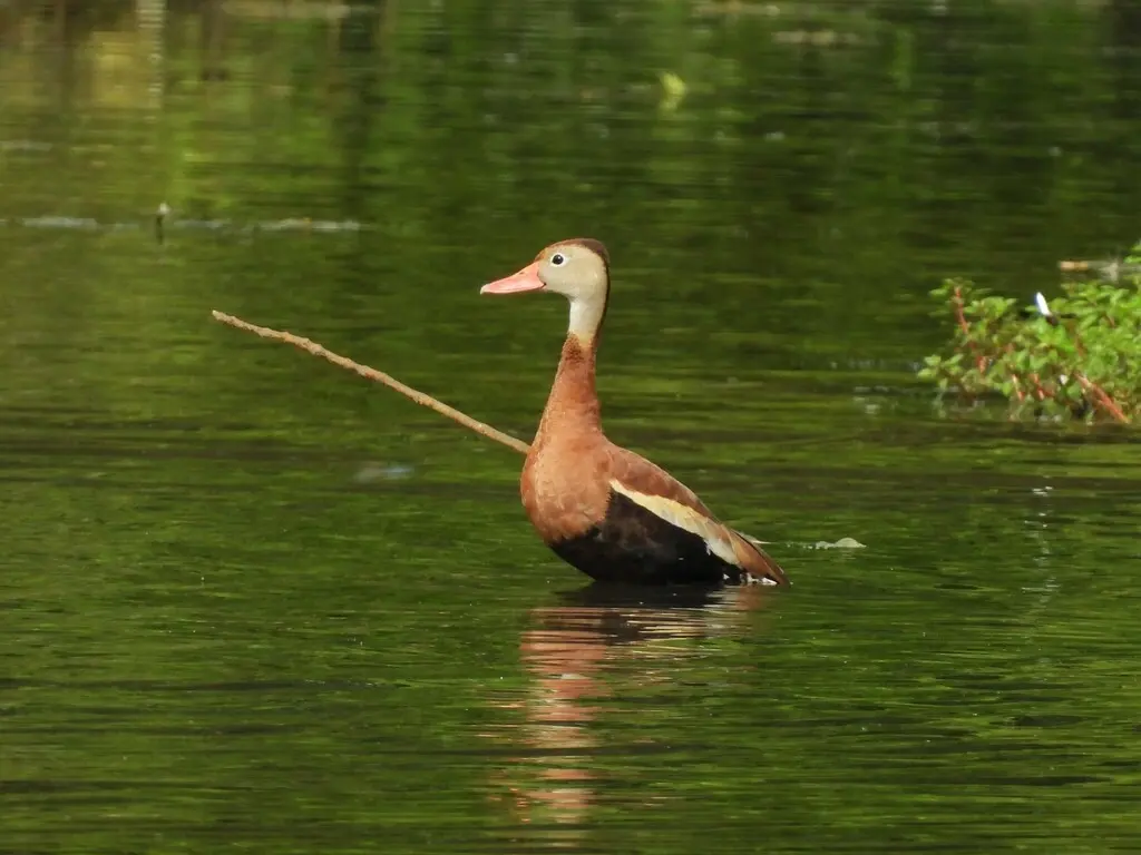 黑腹树鸭(Dendrocygna autumnalis)