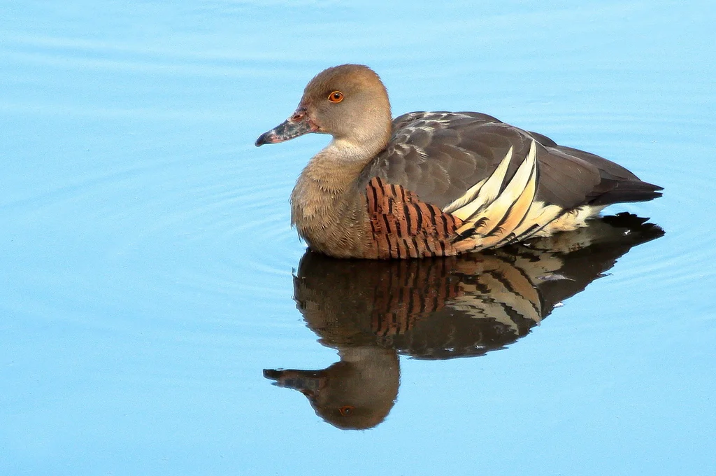 尖羽树鸭(Dendrocygna eytoni)