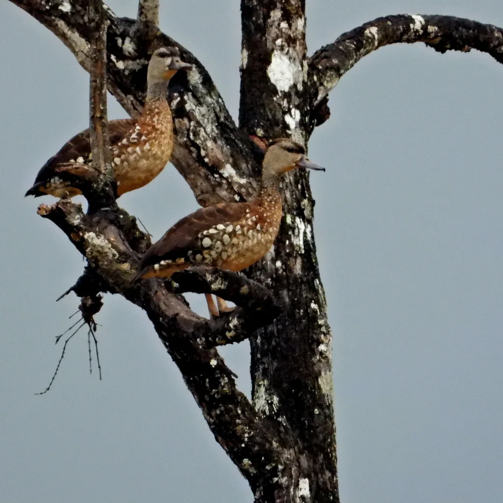 细斑树鸭(Dendrocygna guttata)