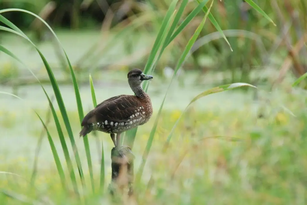 细斑树鸭(Dendrocygna guttata)