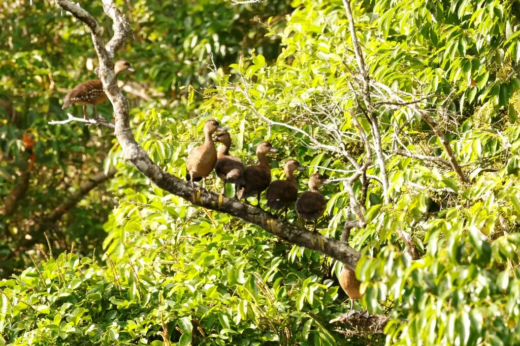 细斑树鸭(Dendrocygna guttata)