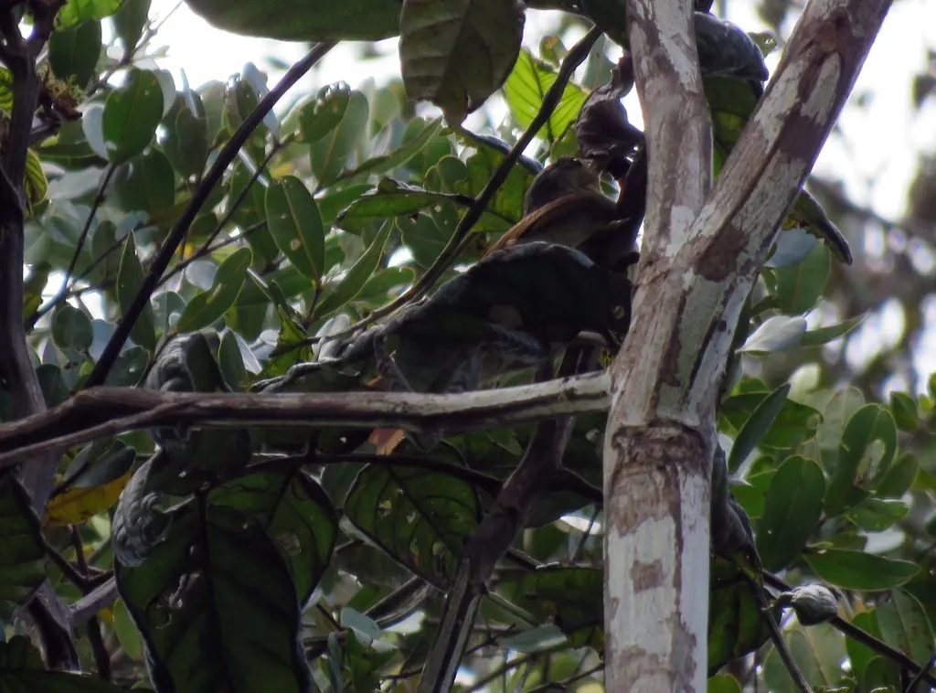 栗翅拾叶雀(Dendroma erythroptera)
