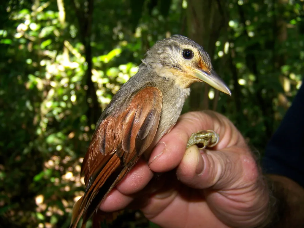 栗翅拾叶雀(Dendroma erythroptera)