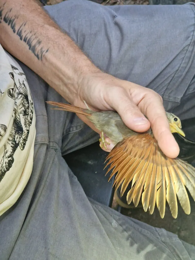栗翅拾叶雀(Dendroma erythroptera)