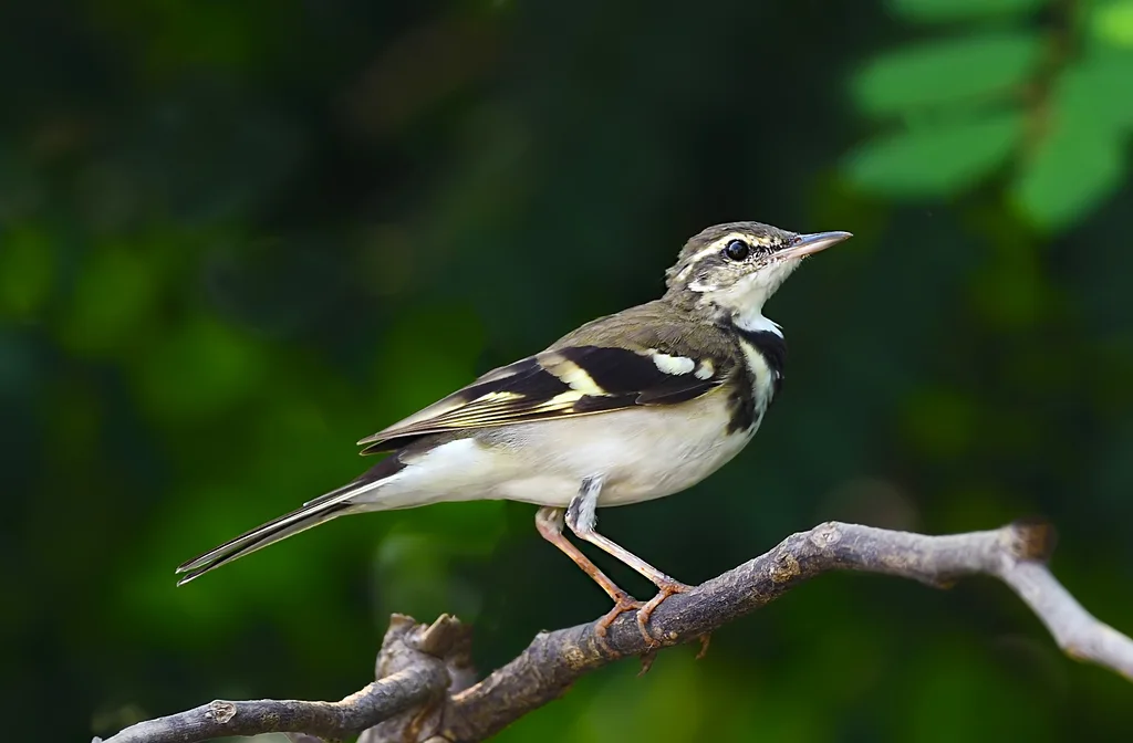 山鹡鸰(Dendronanthus indicus)