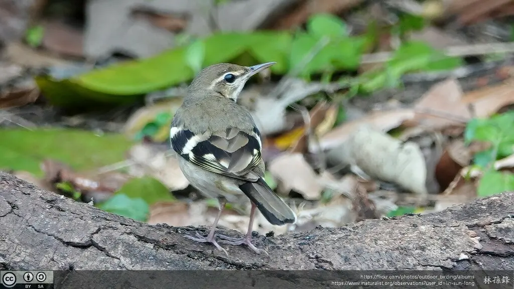山鹡鸰(Dendronanthus indicus)