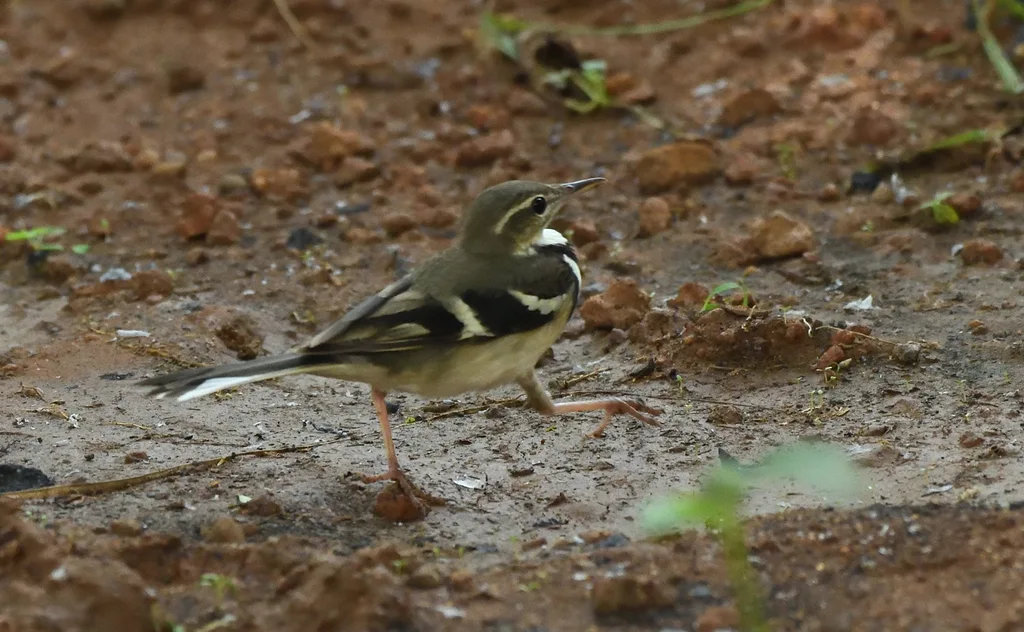 山鹡鸰(Dendronanthus indicus)