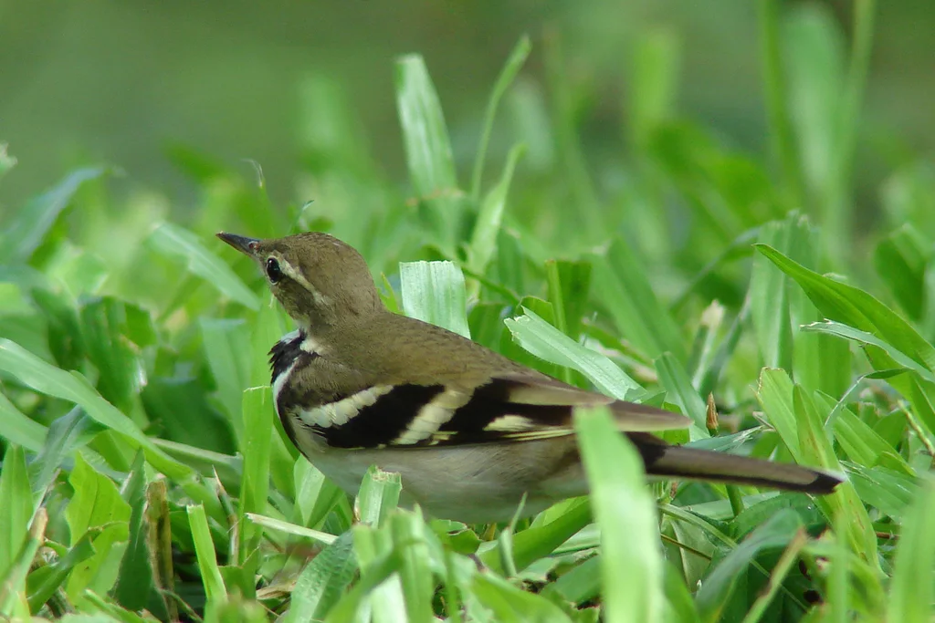 山鹡鸰(Dendronanthus indicus)