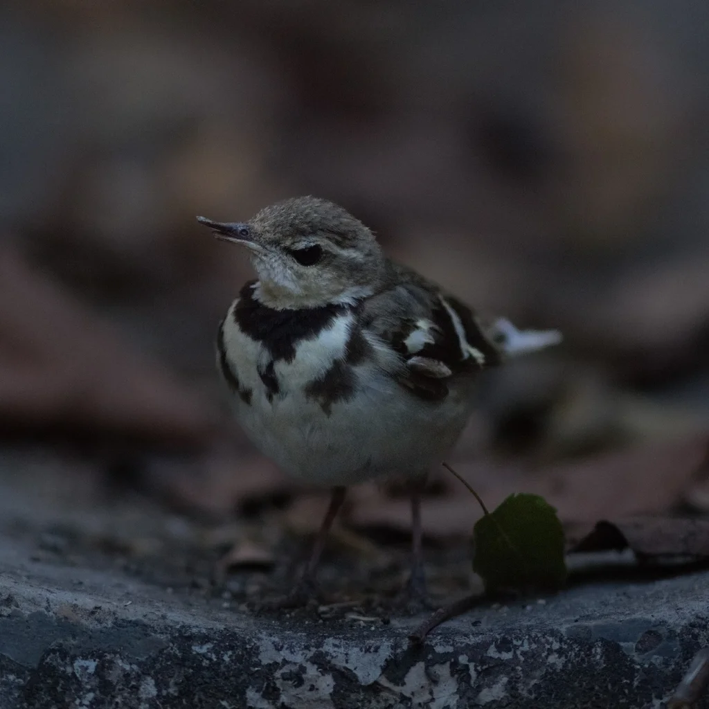 山鹡鸰(Dendronanthus indicus)