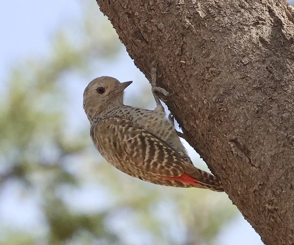 小灰啄木鸟(Dendropicos elachus)