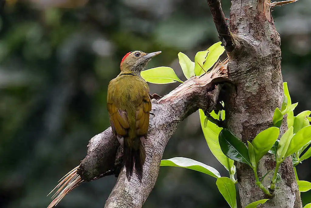 埃氏啄木鸟(Dendropicos elliotii)