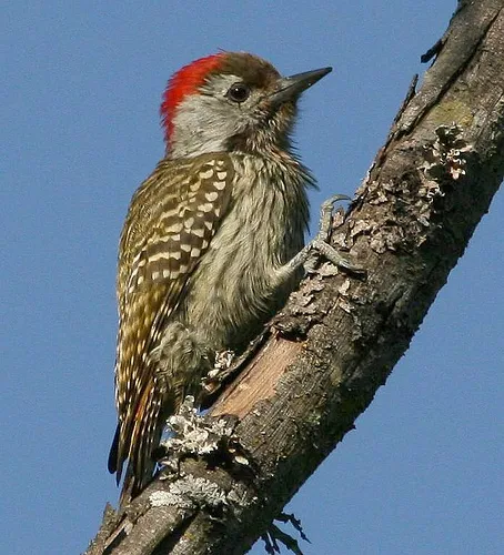 暗红啄木鸟(Dendropicos fuscescens)
