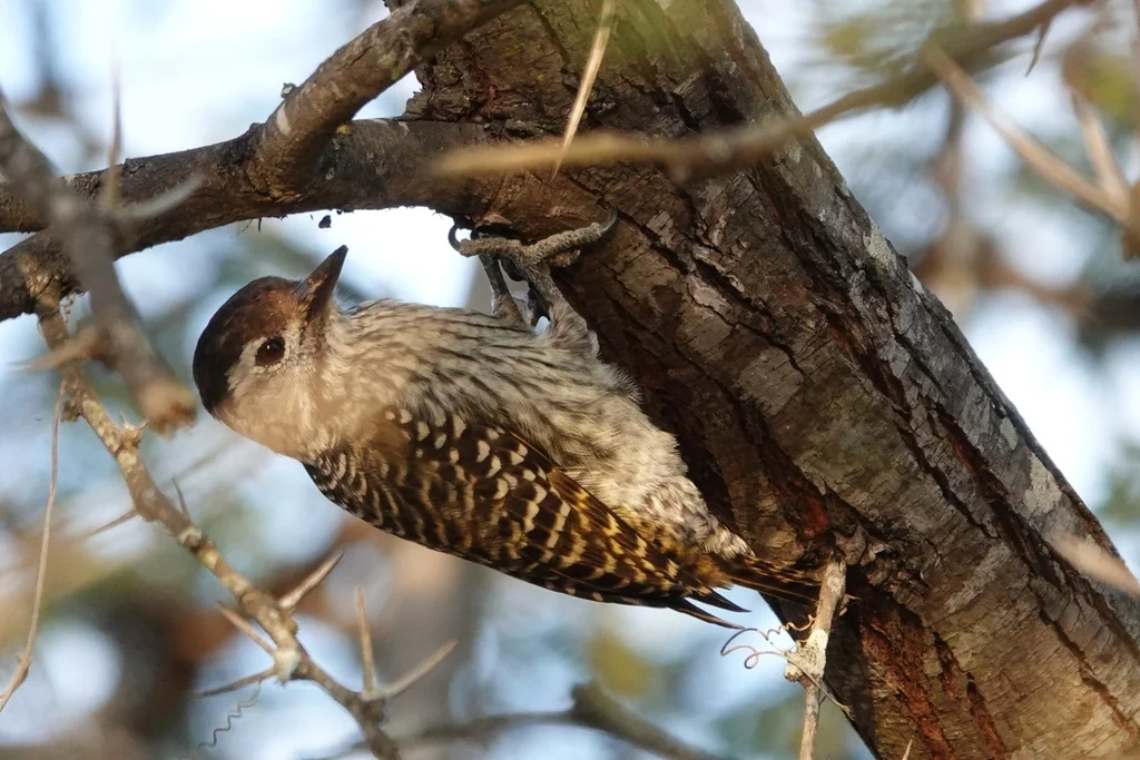 暗红啄木鸟(Dendropicos fuscescens)