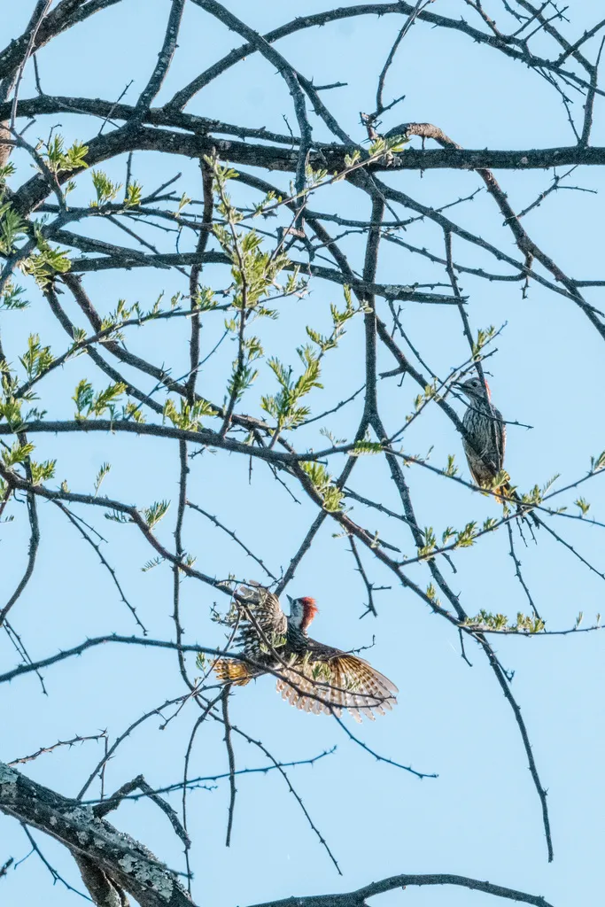 暗红啄木鸟(Dendropicos fuscescens)