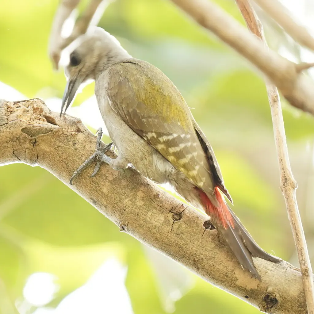 灰啄木鸟(Dendropicos goertae)