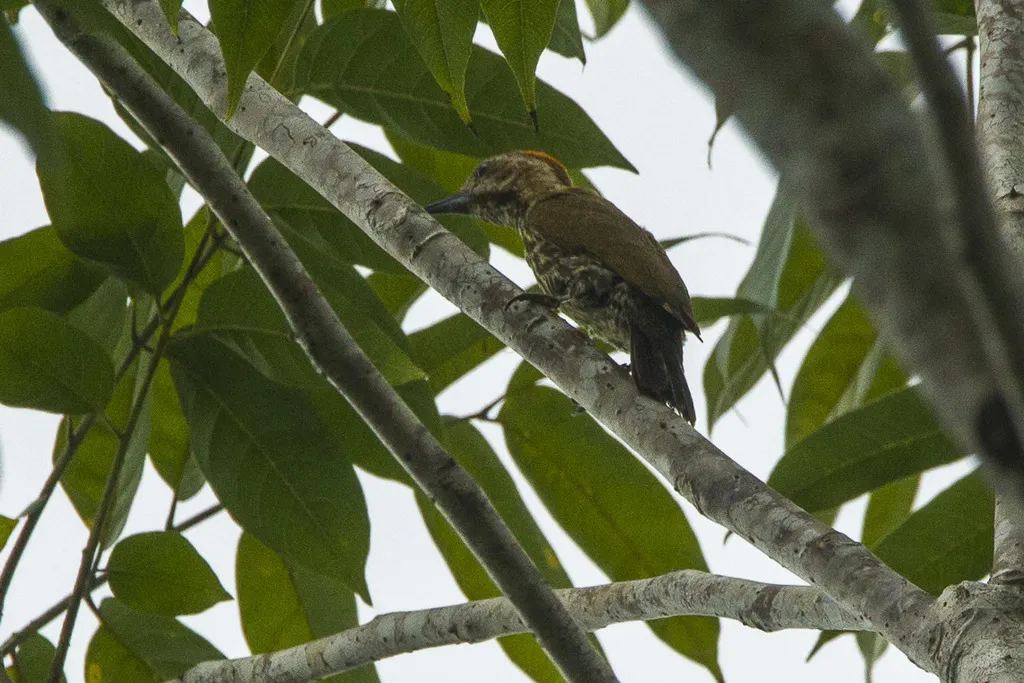 棕顶啄木鸟(Dendropicos lugubris)