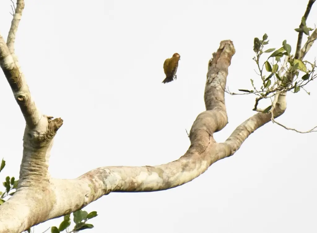 棕顶啄木鸟(Dendropicos lugubris)