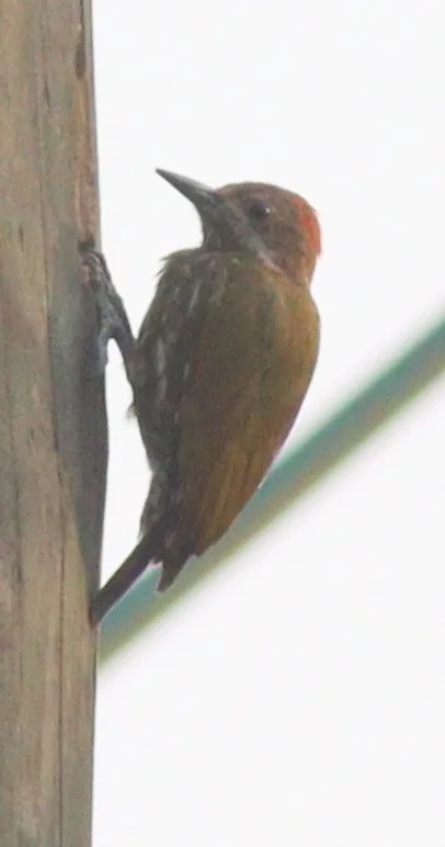 棕顶啄木鸟(Dendropicos lugubris)
