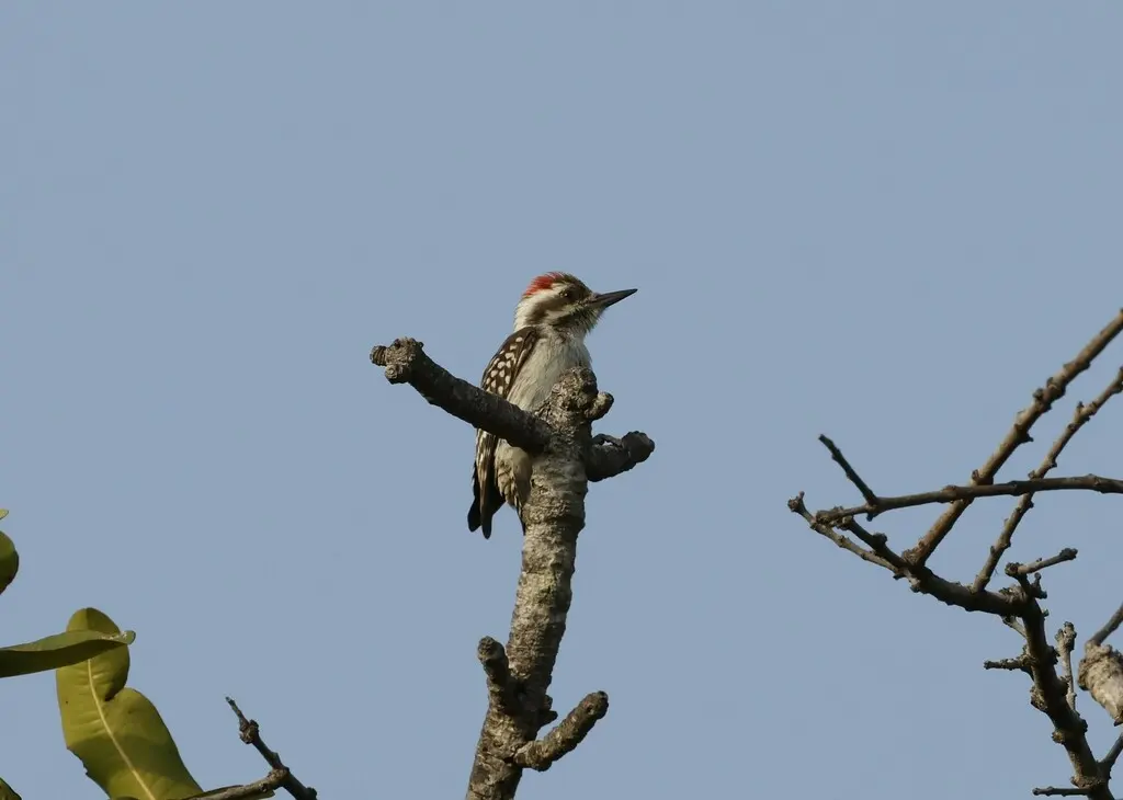 褐背啄木鸟(Dendropicos obsoletus)