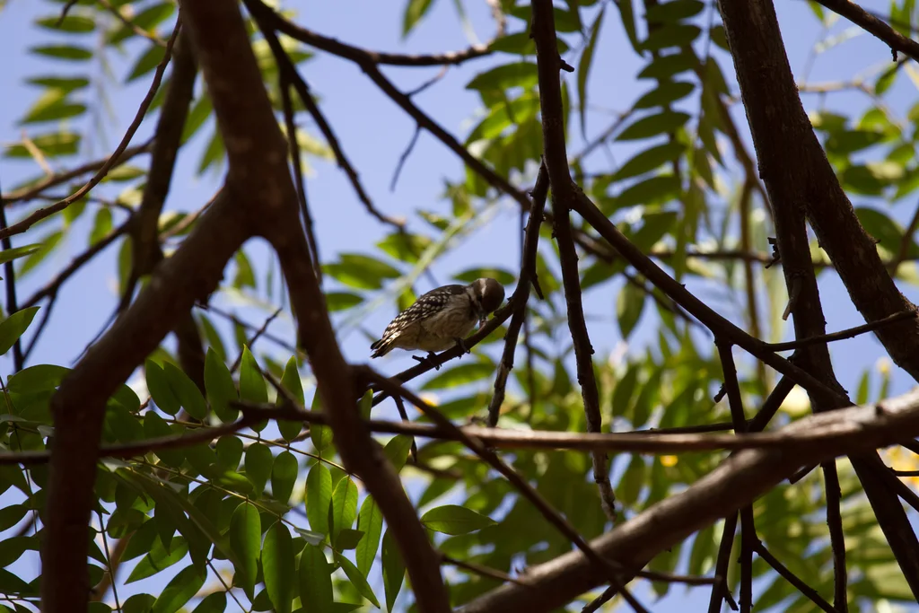 褐背啄木鸟(Dendropicos obsoletus)