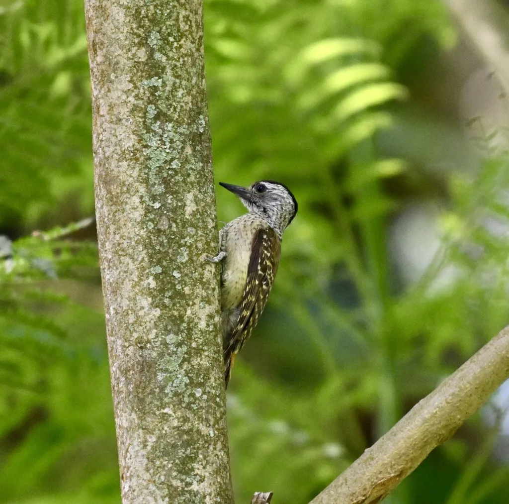 斑胸啄木鸟(Dendropicos poecilolaemus)