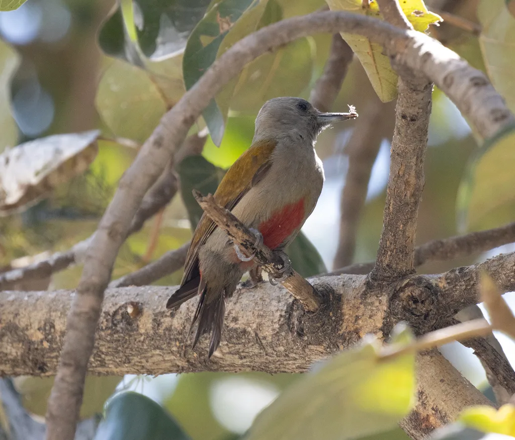 灰头啄木鸟(Dendropicos spodocephalus)
