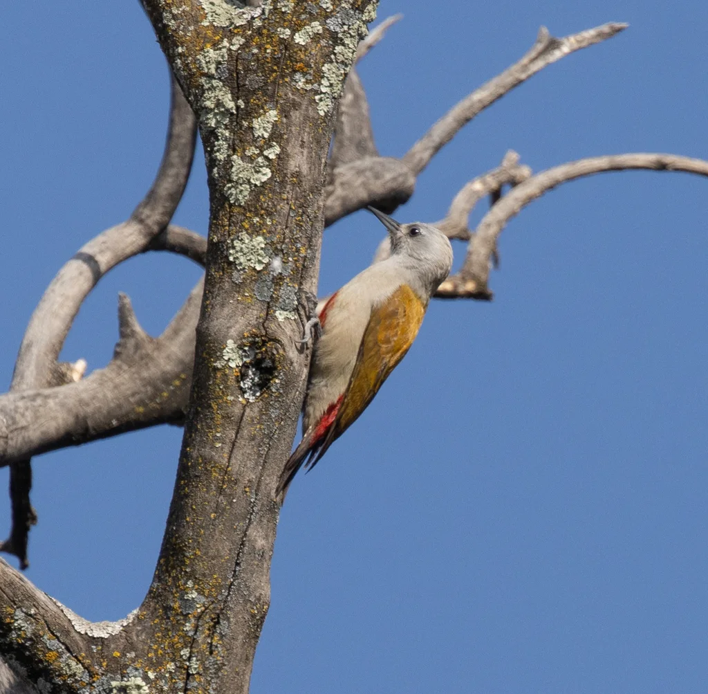 灰头啄木鸟(Dendropicos spodocephalus)