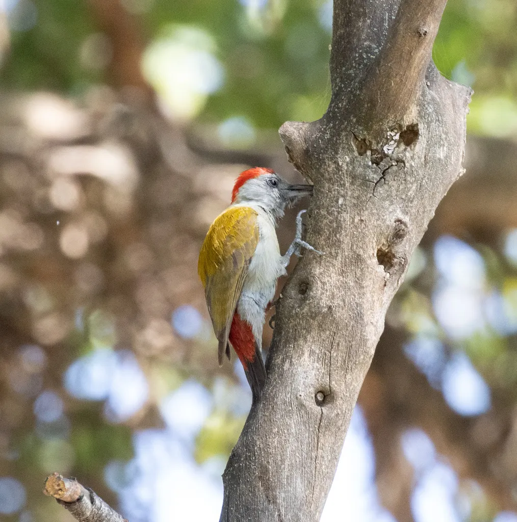 灰头啄木鸟(Dendropicos spodocephalus)