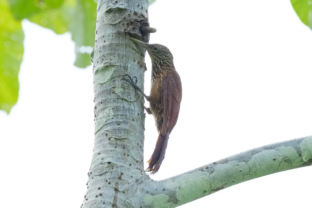奇氏䴕雀(Dendroplex kienerii)
