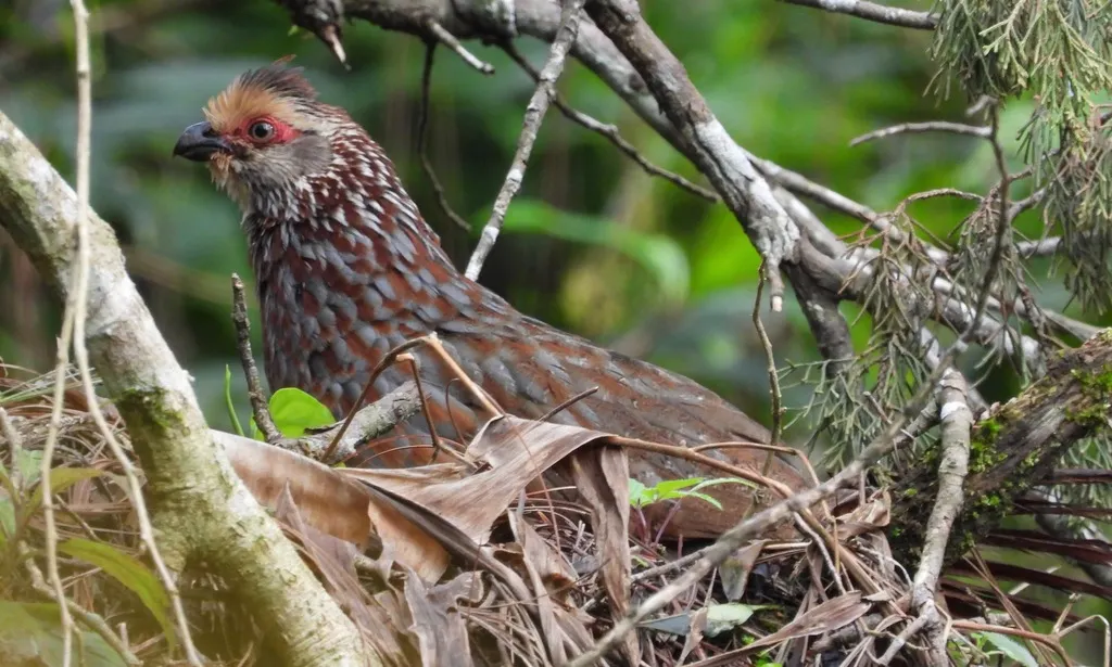 黄顶林鹑(Dendrortyx leucophrys)