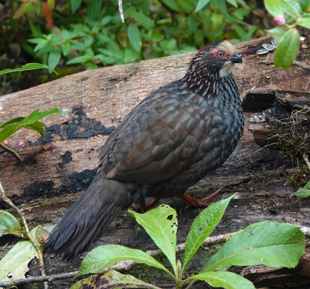 黄顶林鹑(Dendrortyx leucophrys)