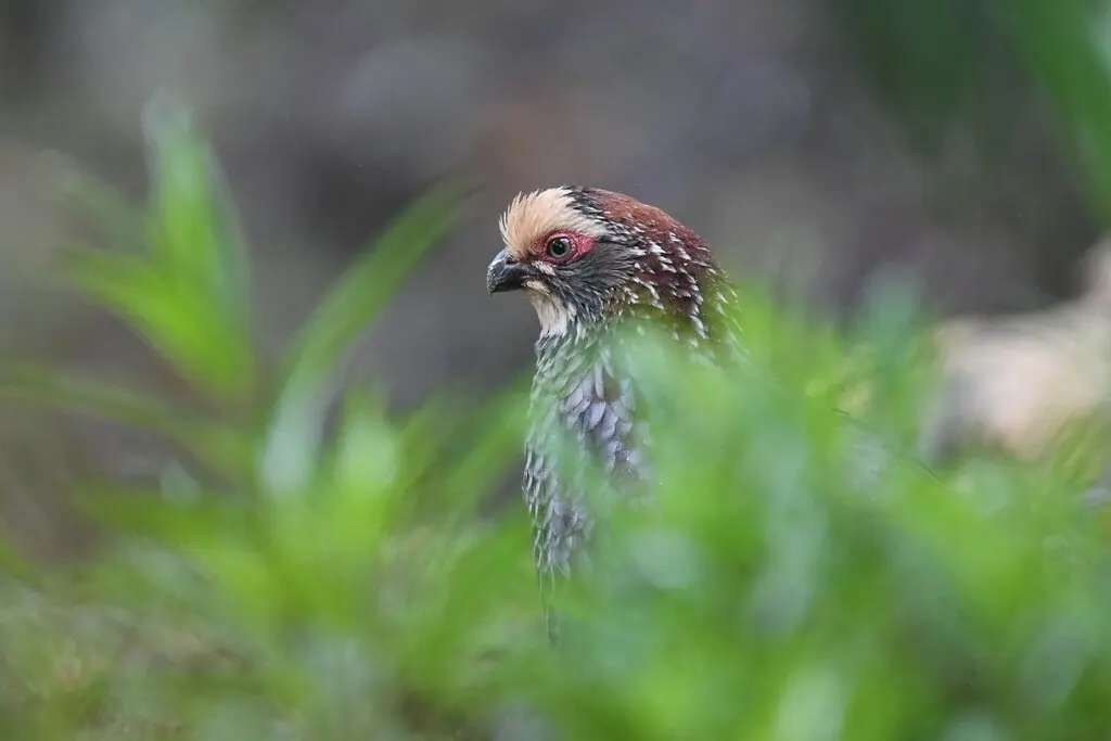 黄顶林鹑(Dendrortyx leucophrys)