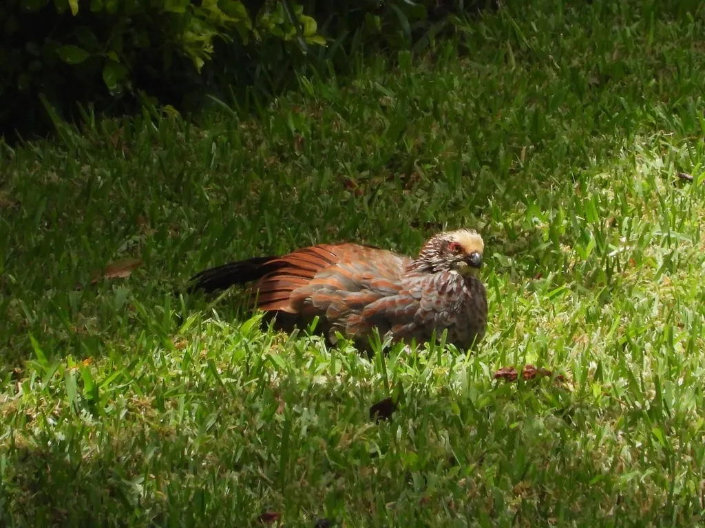 黄顶林鹑(Dendrortyx leucophrys)