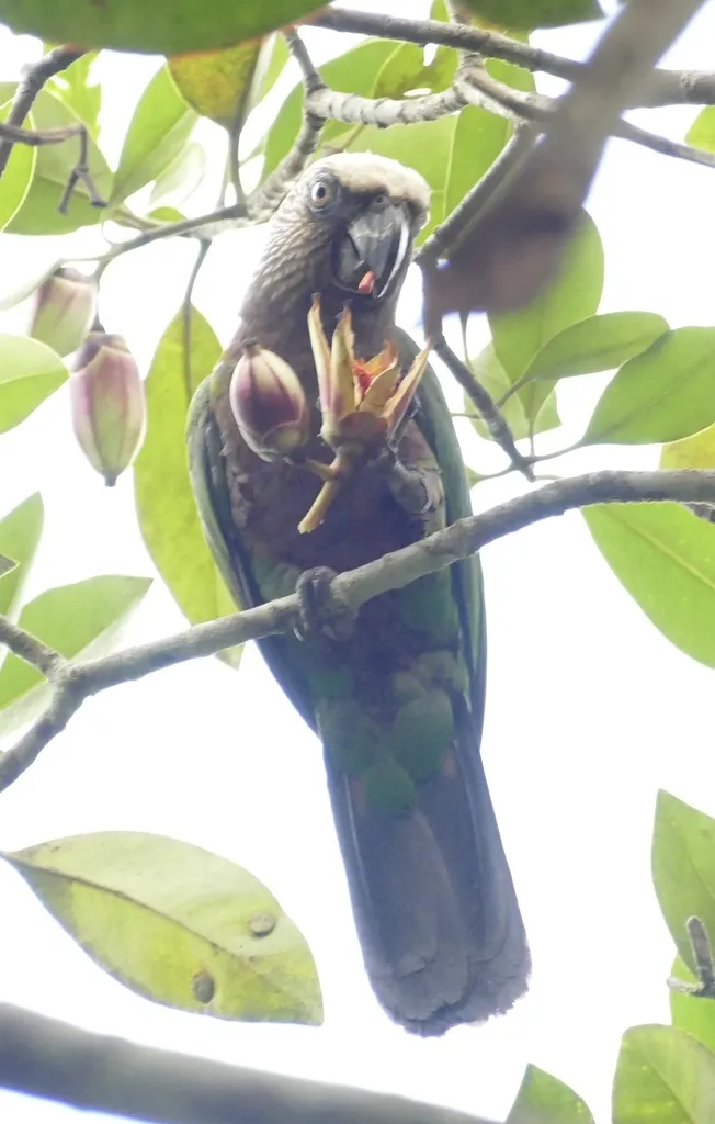 鹰头鹦哥(Deroptyus accipitrinus)