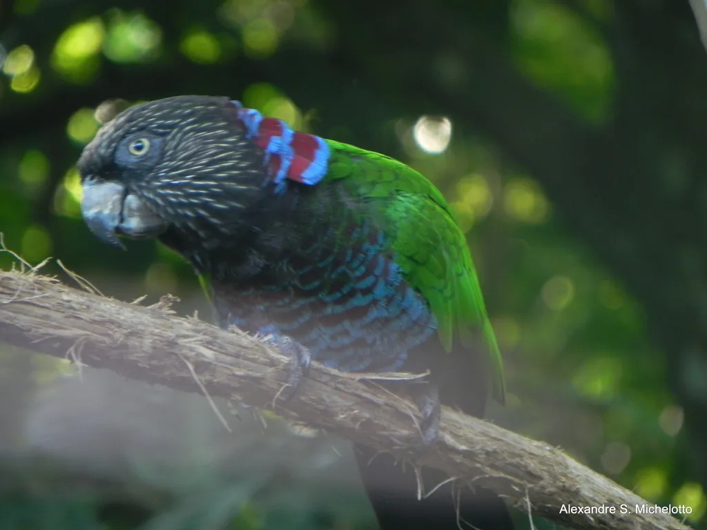 鹰头鹦哥(Deroptyus accipitrinus)