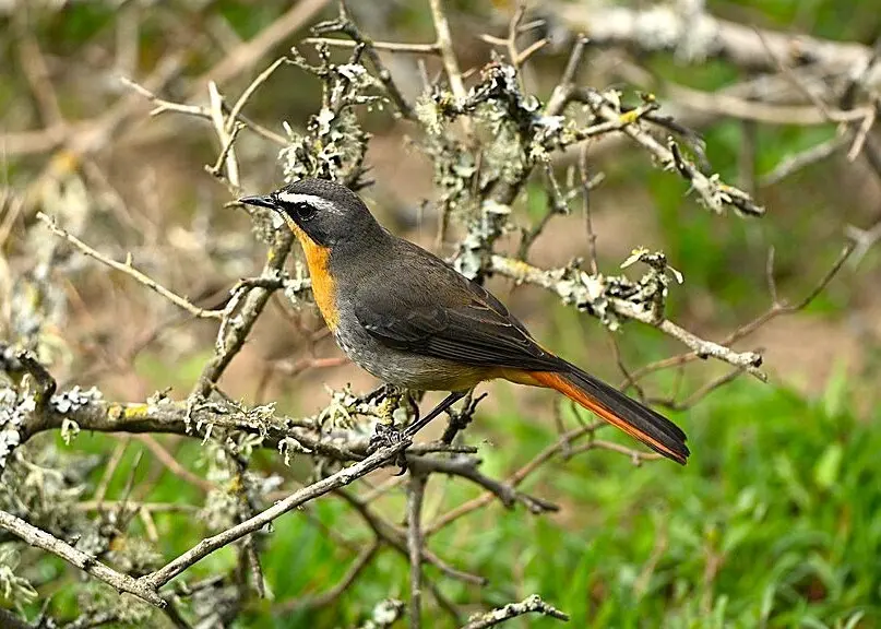 黄喉歌䳭（Dessonornis caffer）