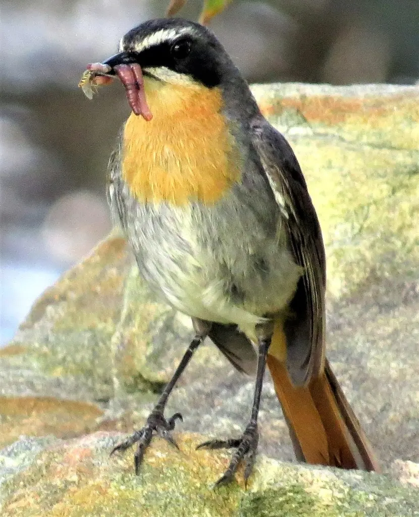 黄喉歌䳭（Dessonornis caffer）