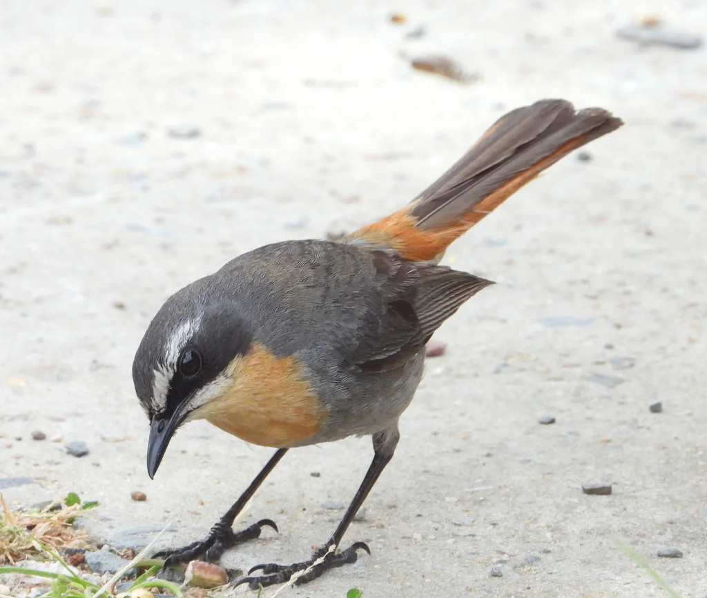 黄喉歌䳭（Dessonornis caffer）